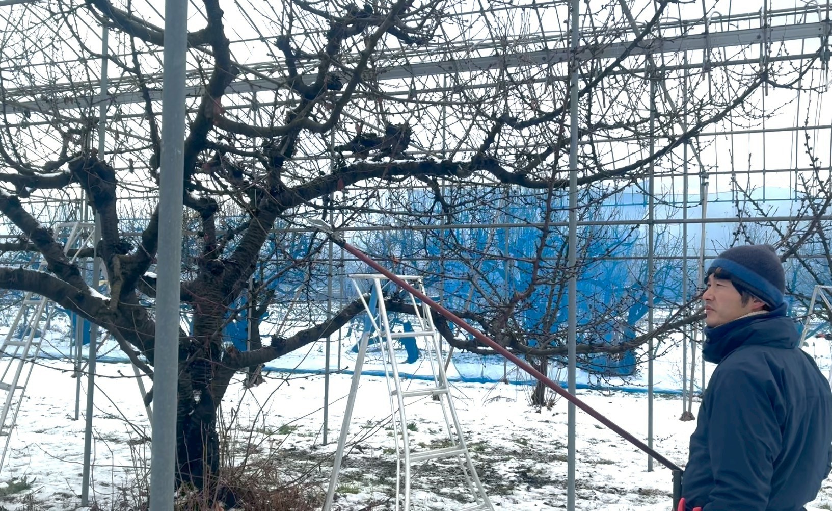 ハウス内でさくらんぼの樹を剪定する様子