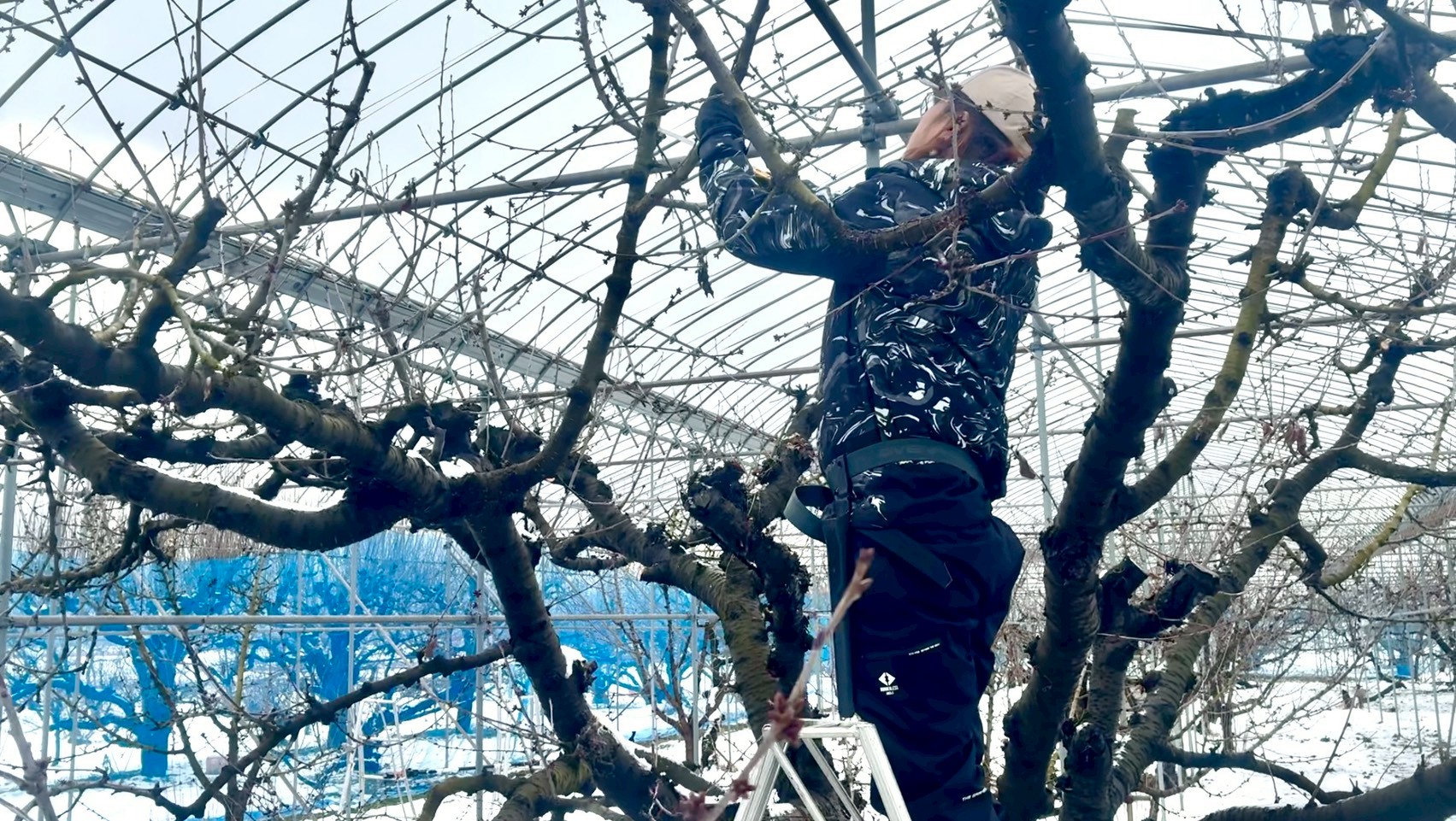 剪定前の樹を観察するメンバー